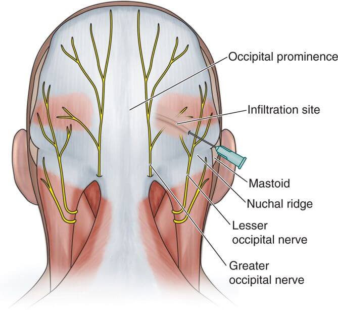 posterior scalp innervation